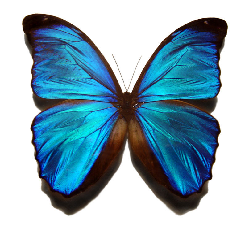 butterfly